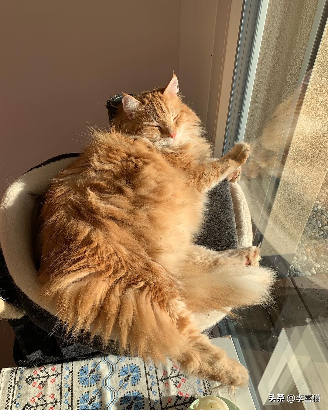 橘猫噬元兽,噬元兽为什么选择橘猫