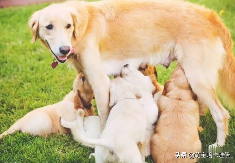 金毛当妈妈坐月子,金毛哺喂小狗