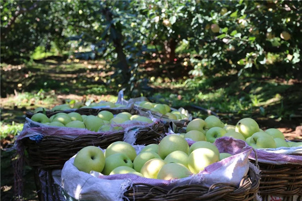 「密云农业」终于等到你，还好没放弃！黄元帅苹果上架开售了