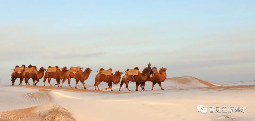 戈壁红驼，乌拉特草原上的珍珠