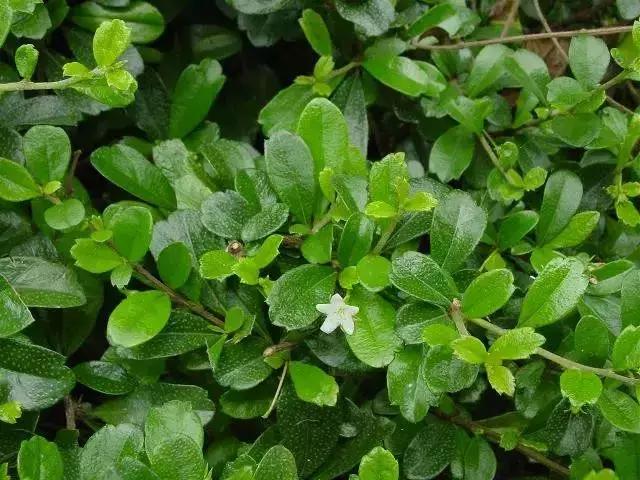 身边常见花卉识别,身边常见的树有哪些