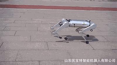 1万8元秋田犬出售,最新一代机器狗