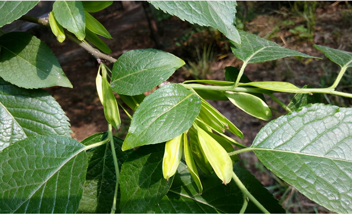 原产于中国的物种,树皮里面有银丝叫什么药材