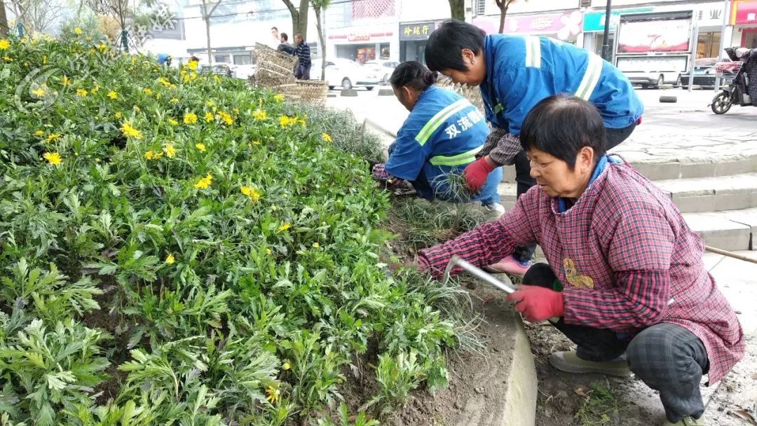 美了美了!涉及双流四个街区,34条街道!在你家附近吗?