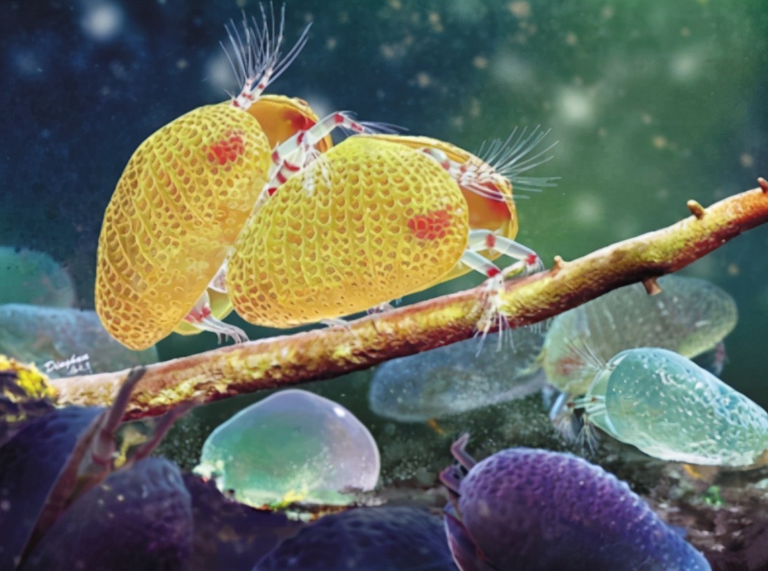 显微镜观察人类精子放大100倍,琥珀里的大型生物