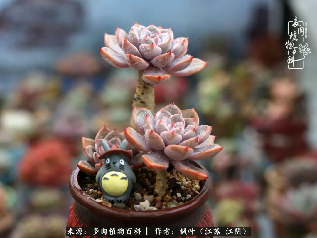 春有约，花不误，多肉与春天有个约会