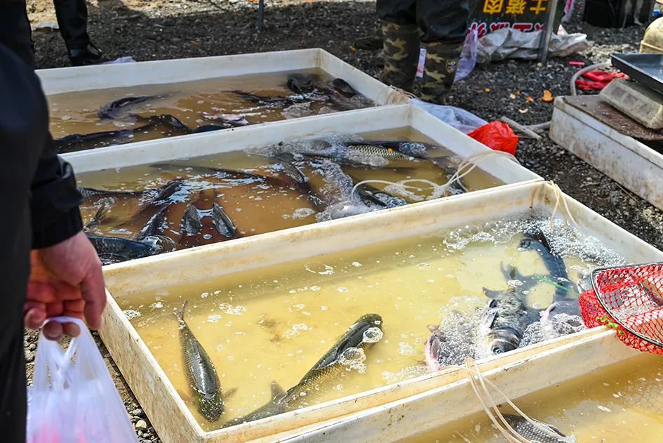 北京京郊大集地理位置,今天京郊哪有大集