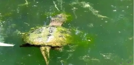 怎么养绿水最简单,怎样用绿水养苗