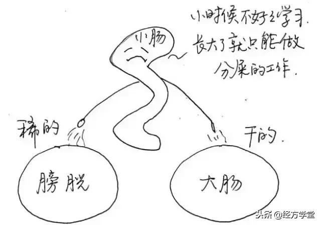 中医12经络挂图,漫画中医经络图典