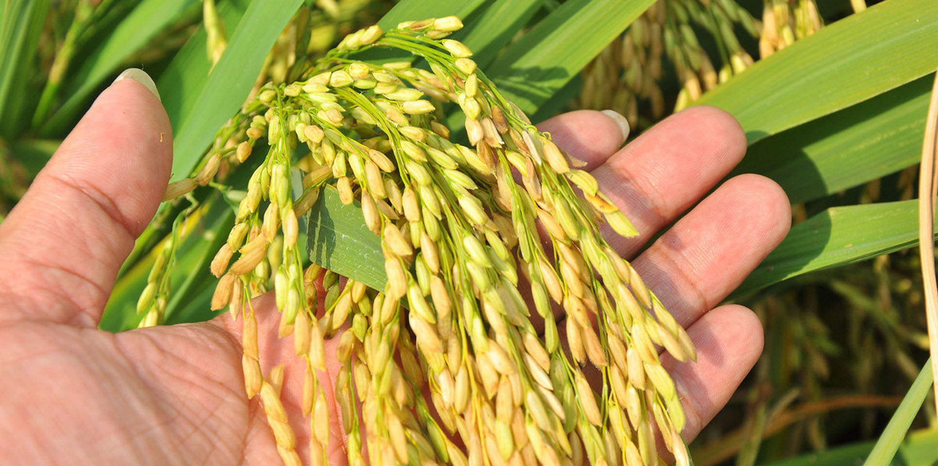 吉林大米特点,吉林最好的大米产地排名