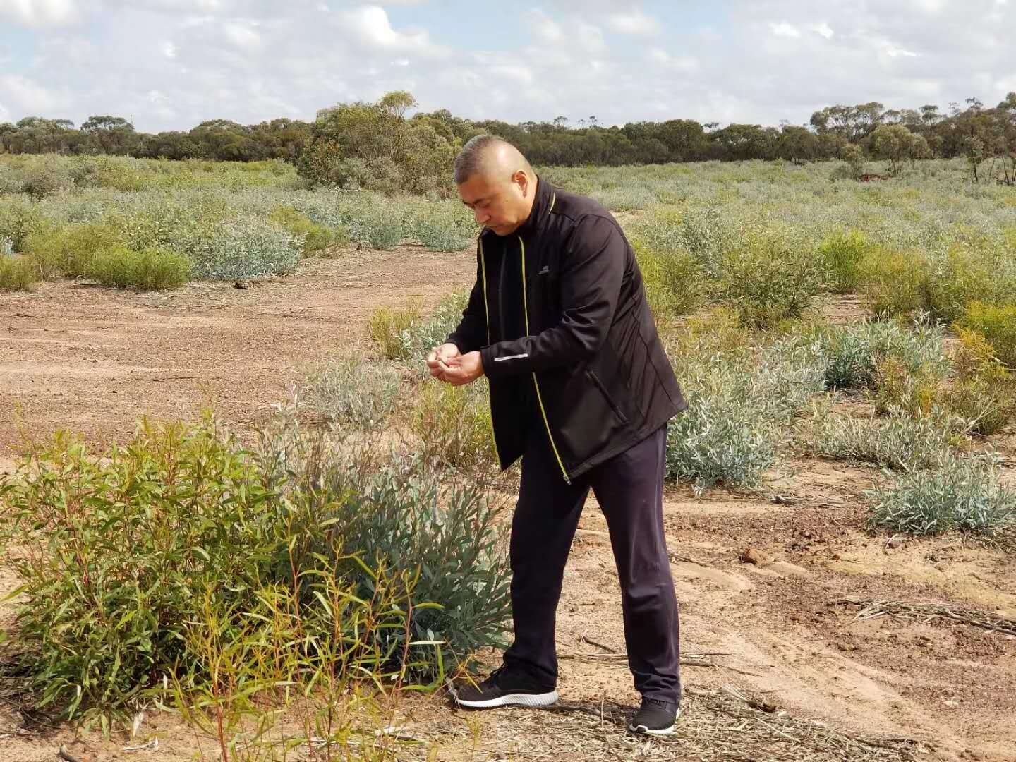 桉树叶精油对人体好吗,桉树精油抗真菌