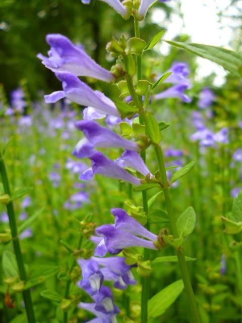 半枝莲,如梦如幻,永远绽放在我心中