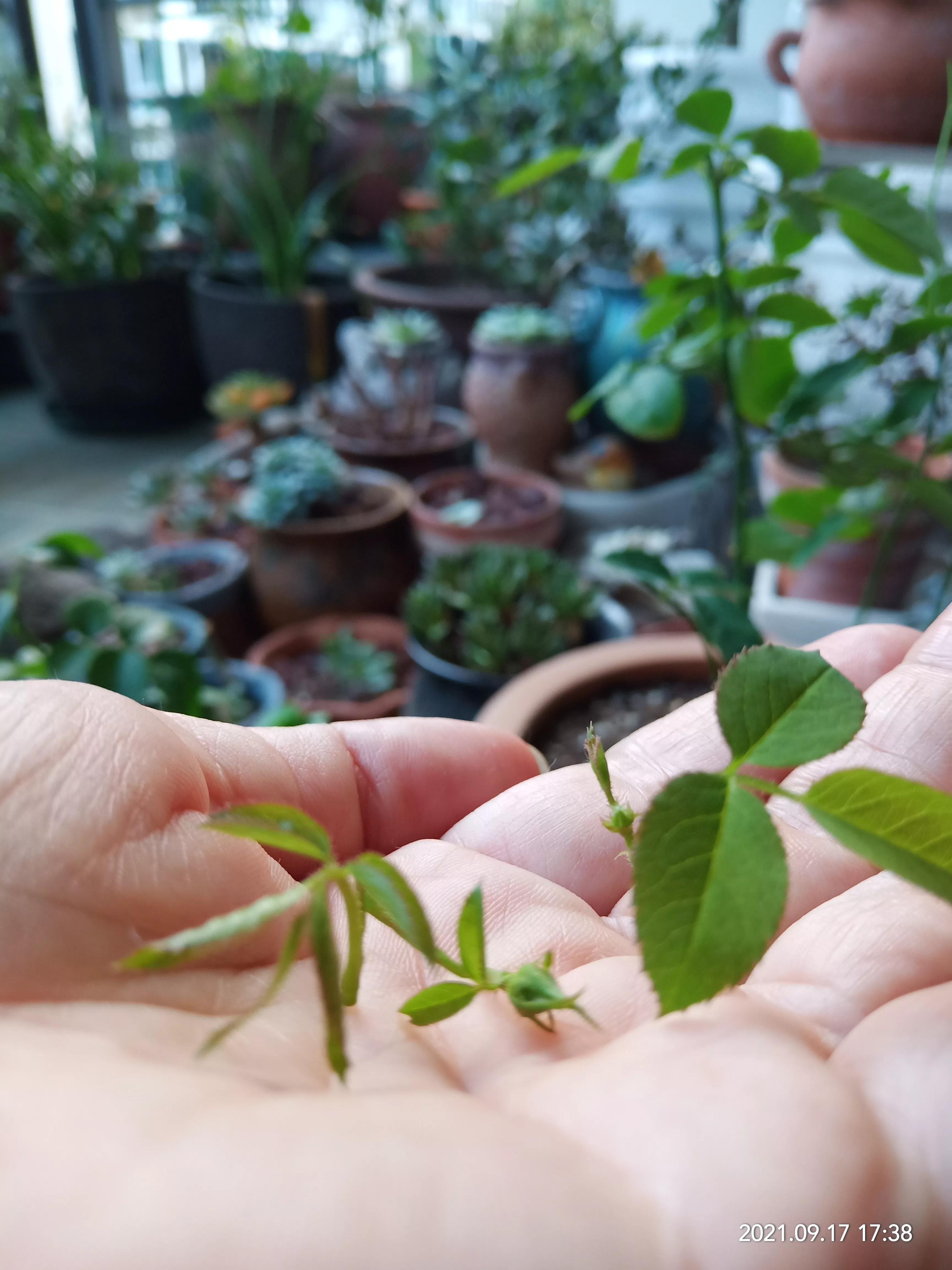 松红梅醒花方法,松红梅催花