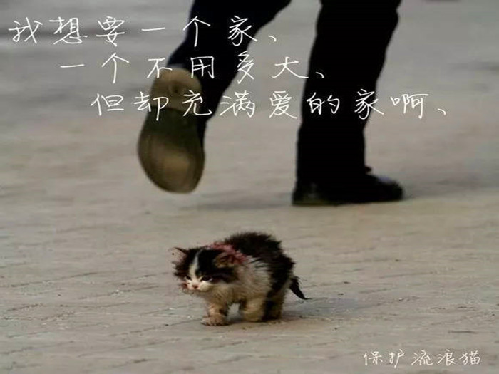 铲屎官救助流浪猫,铲屎官与流浪猫猫的日常