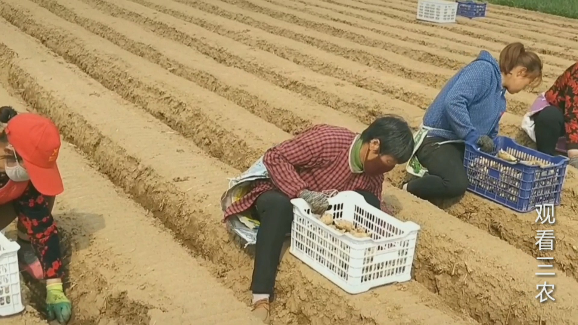 大姜下雨后怎么种植呢视频,种植大姜的正确方法和步骤