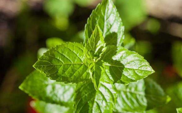 薄荷的解表功效,与薄荷有关的功效