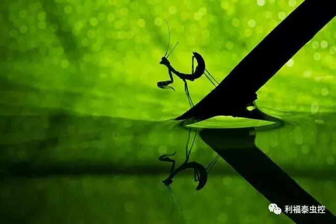 螳螂和蟑螂哪个更厉害,螳螂和蟑螂有什么区别吗