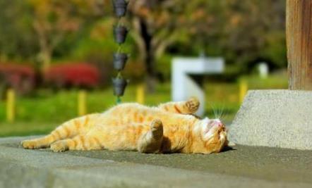 猫咪中暑会尿黄吗,猫咪轻微中暑最好解决方法