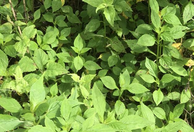 俗称苦了芽的野菜,苦菜又名油麦菜