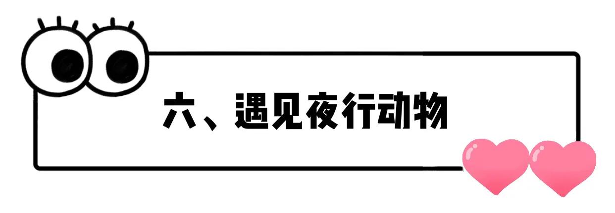 长隆飞鸟乐园拍鸟攻略,广州长隆飞鸟乐园可以摸哪些鸟