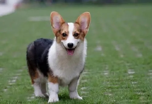 柯基拉屎拉一点点怎么回事