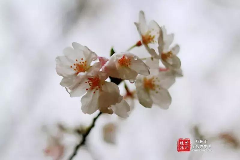 抚州樱花景区,抚州看樱花的地方