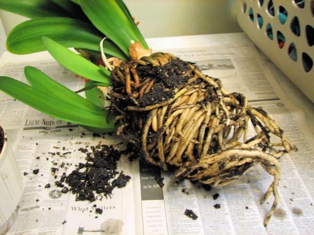 君子兰叶子能插活生根发芽吗,君子兰种几天才会生根发芽