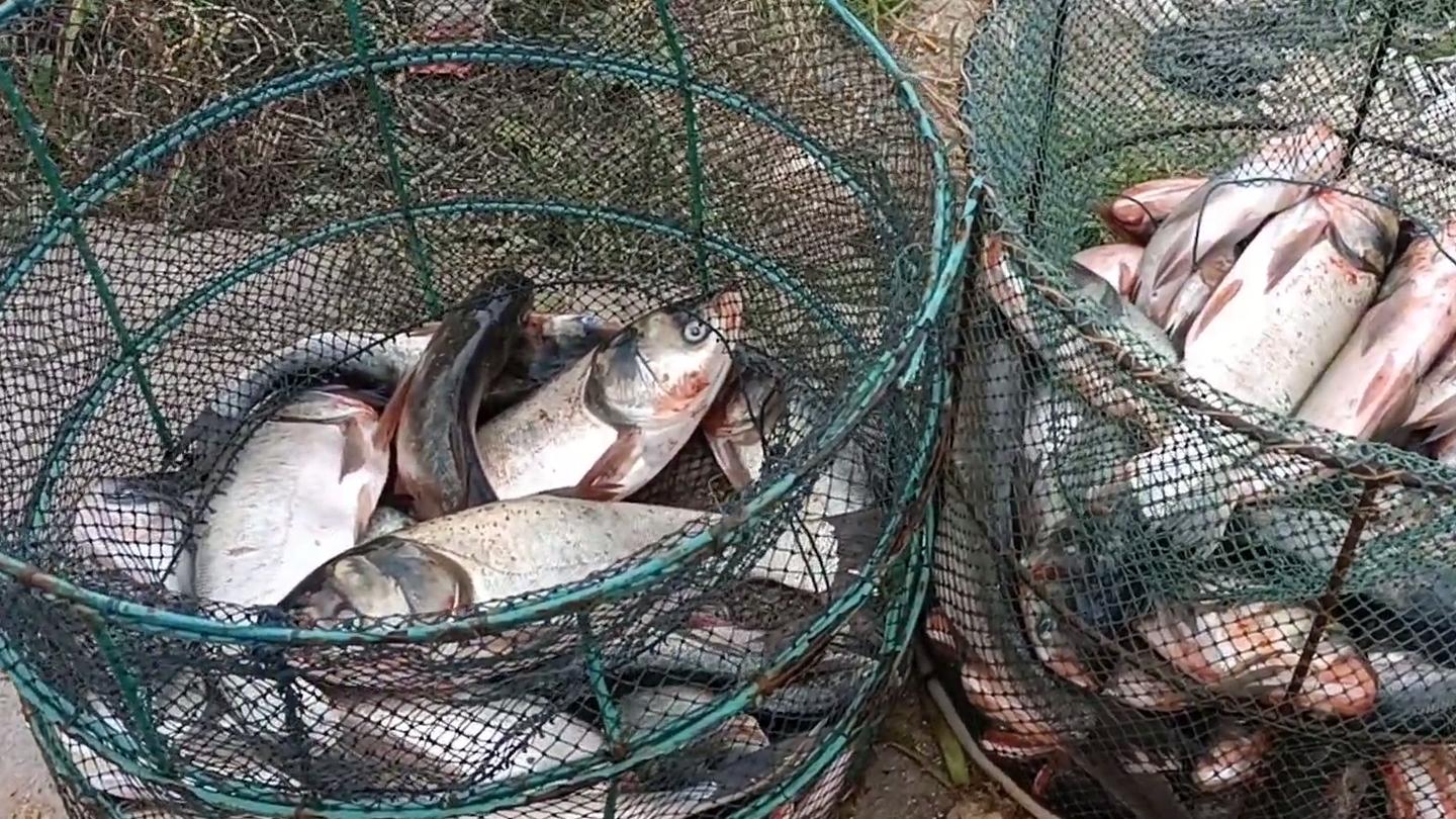 厦门海域出现大量鱼,厦门水库泄洪捡鱼