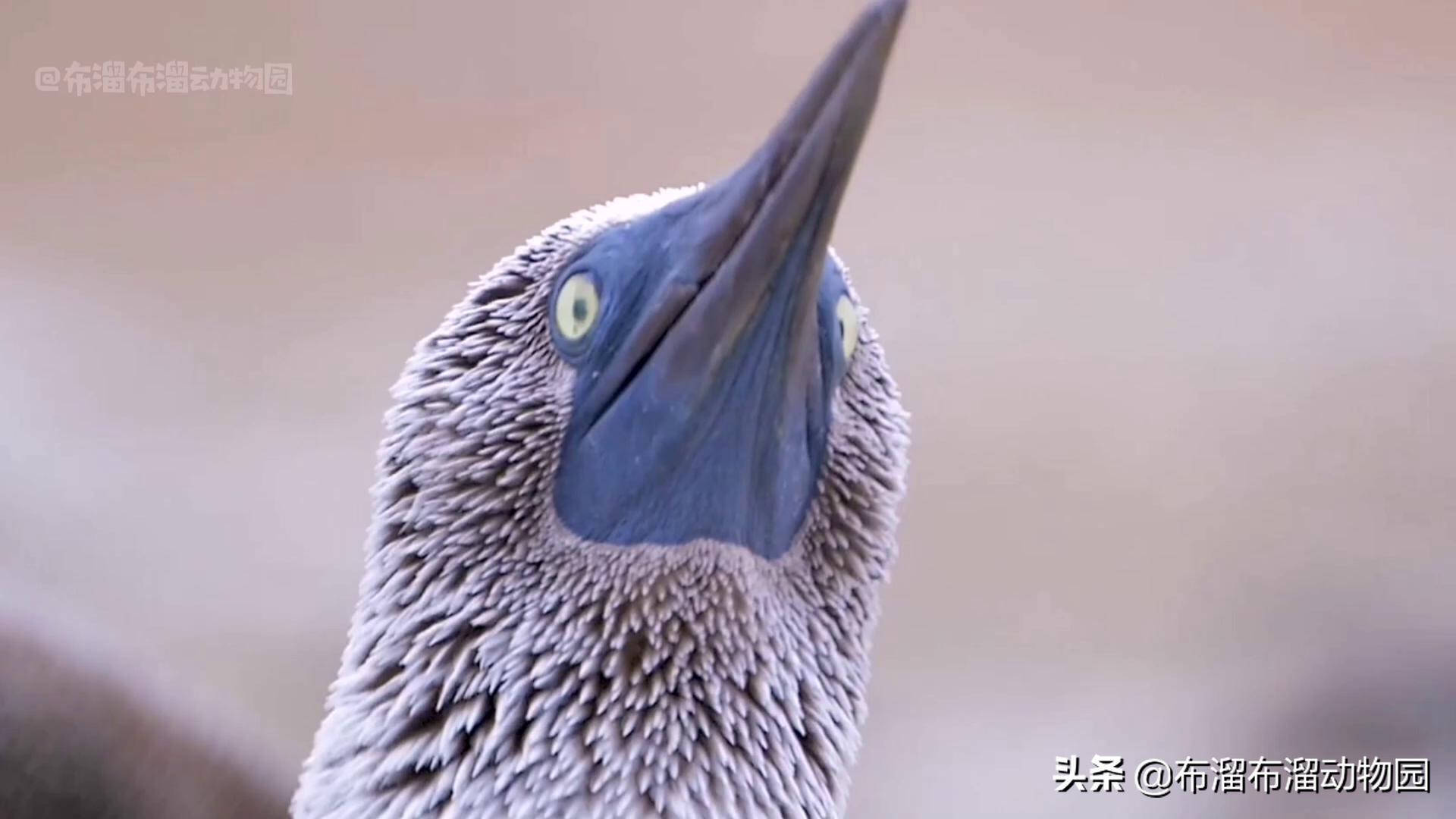 奇葩大傻鸟，凭一双蓝色大脚闯天下，鸟姑娘居然最爱油腻男