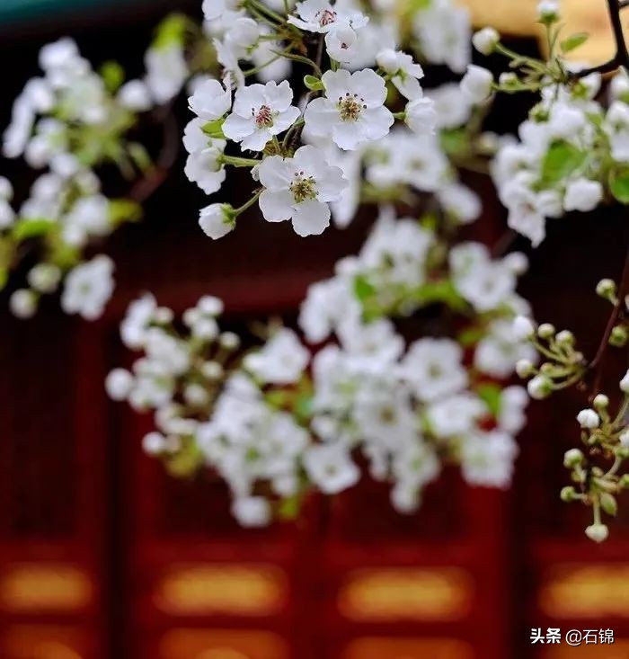 最好的梨花诗10首,关于梨花的优美诗句50字左右