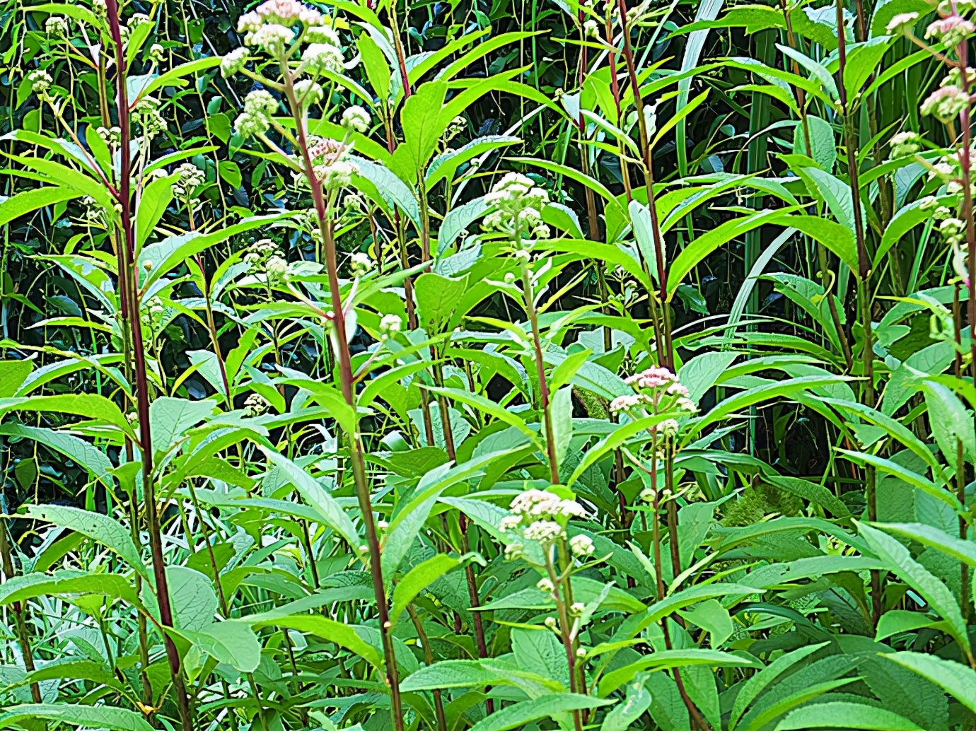 38种常见入侵植物花朵,38种疯狂的入侵植物