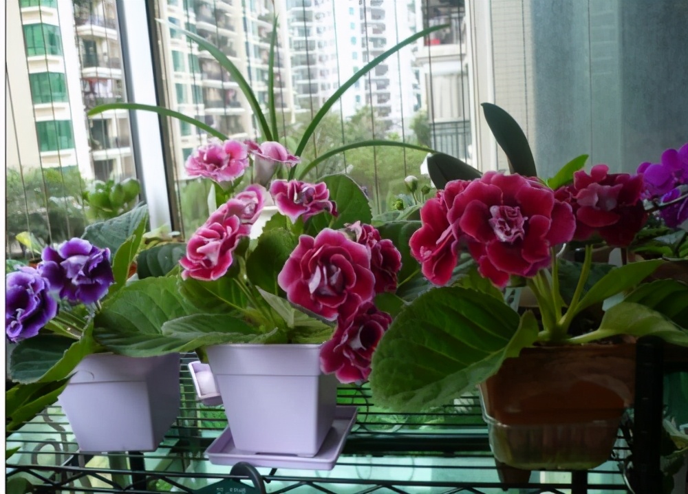 室内光线不好适合种什么,客厅采光不好养什么植物