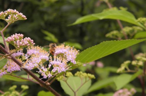 治风湿的盆栽植物,有中草药功效的盆栽植物