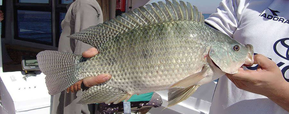 脆肉罗非鱼去刺,罗非鱼性价比最高的鱼