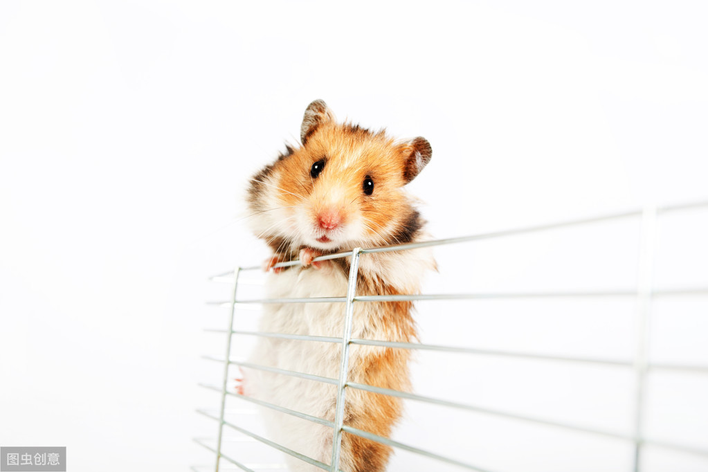 口袋宠物仓鼠的图片,仓鼠放口袋里上飞机