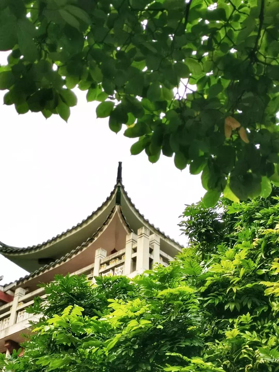 自然驱蚊的最好方法,不伤身体驱蚊方法