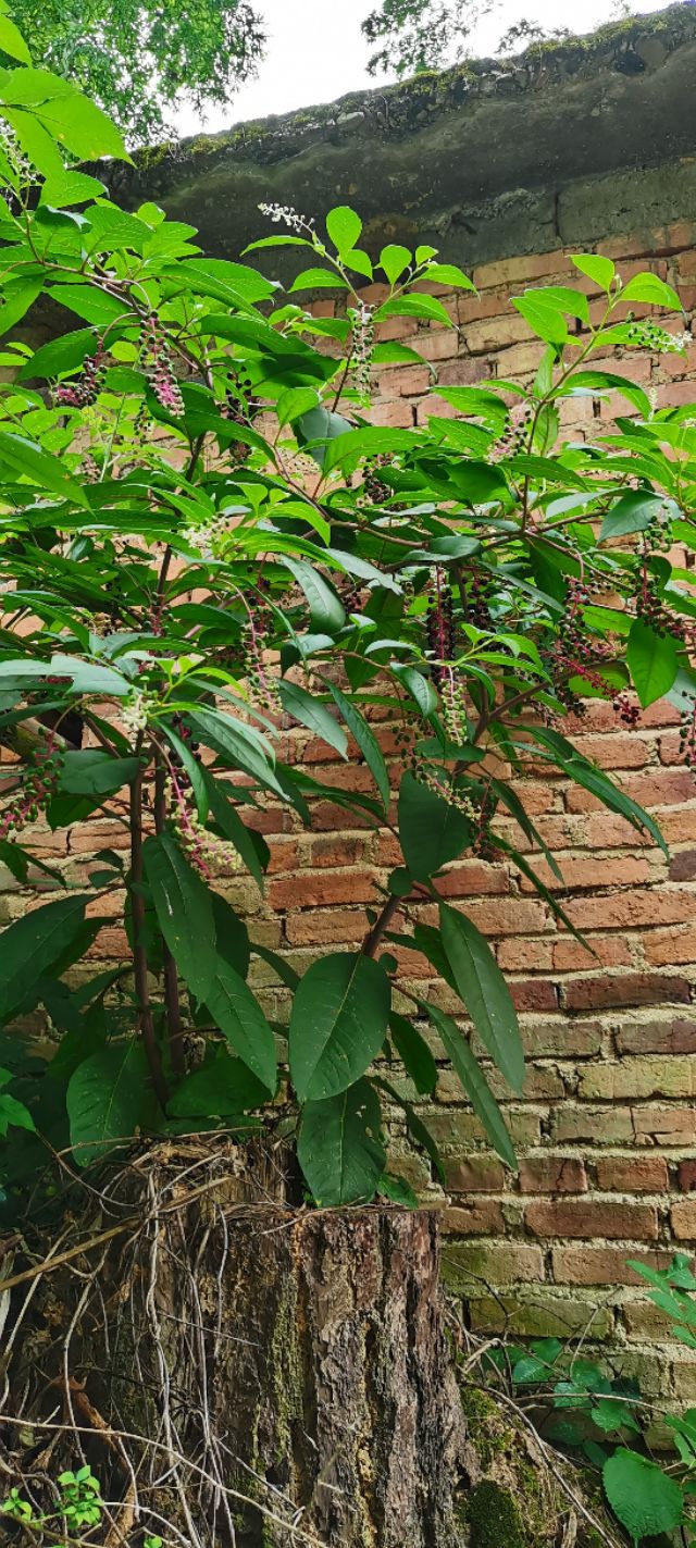 38种常见入侵植物花朵,38种疯狂的入侵植物