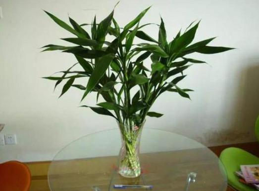 为什么富贵竹到冬天就死掉,富贵竹快枯萎了怎么办