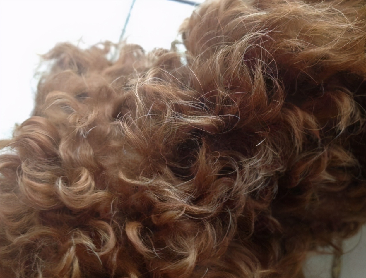 为什么泰迪嘴上有白毛呢,泰迪犬长白毛怎么办