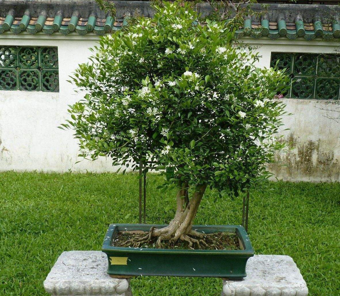 养好九里香盆景，靠这3点，魅力非凡花香十里！