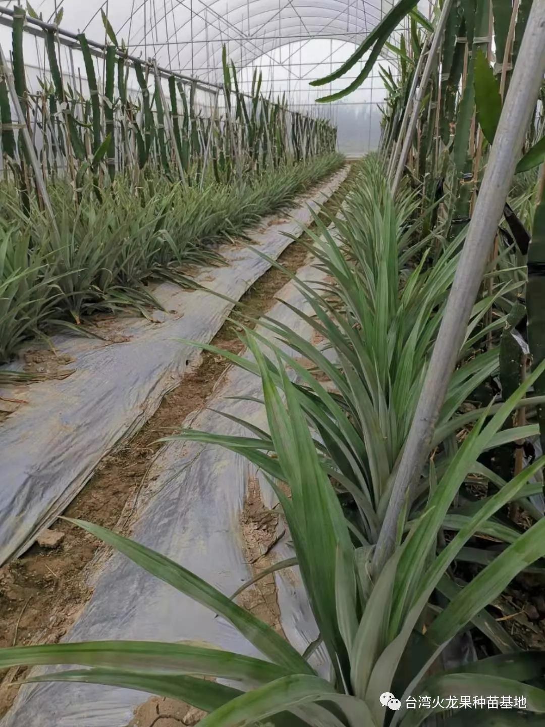 大棚种植火龙果套种花,记录北方大棚种植火龙果
