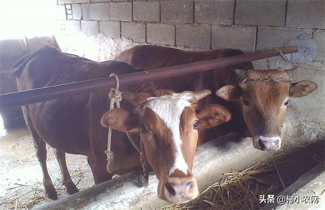 农村养牛怎样提高经济效益,农村养牛赚钱快哪个办法好