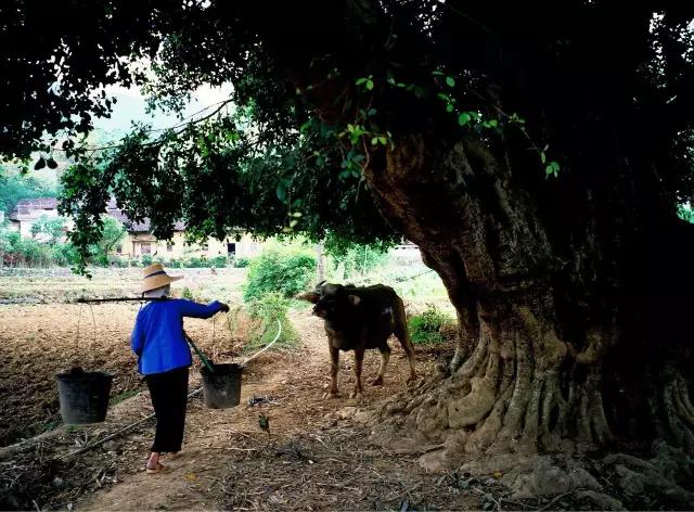 巴马火麻长寿的传说,广西巴马火麻被誉为长寿麻