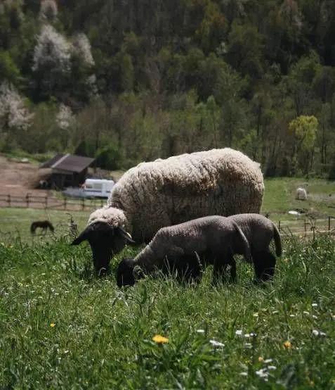 她放弃城市生活,一家人搬到乡下田园:自给自足