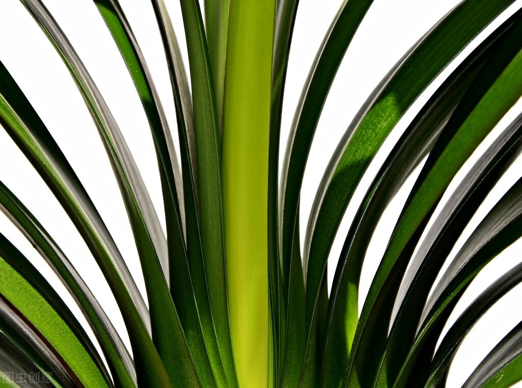 养君子兰掌握几个小技巧,大基座的君子兰是跟品种有关系吗