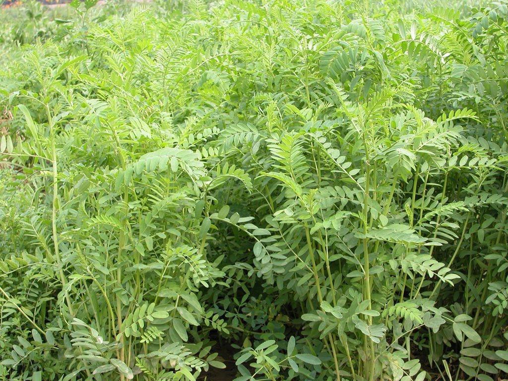 宁夏沙土地种植,宁夏银川200亩地种什么效益高