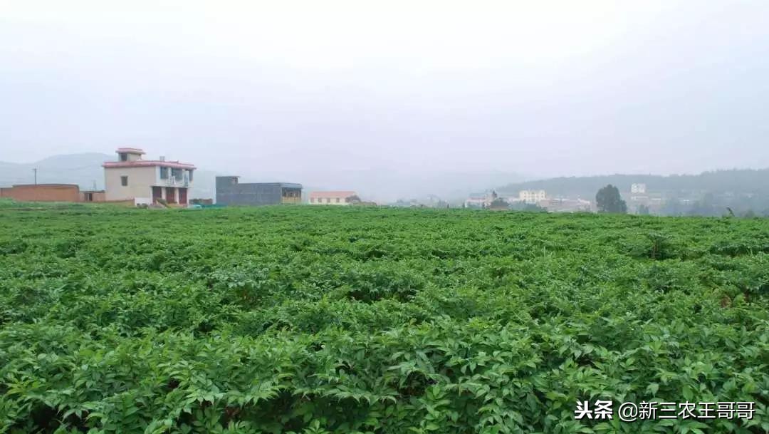 魔芋种植不适合的土壤,魔芋种植技术视频全集