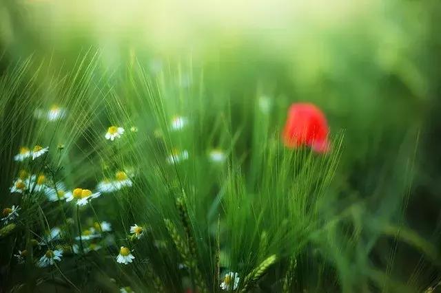 热爱生活的理由100条,热爱生活的理由影集