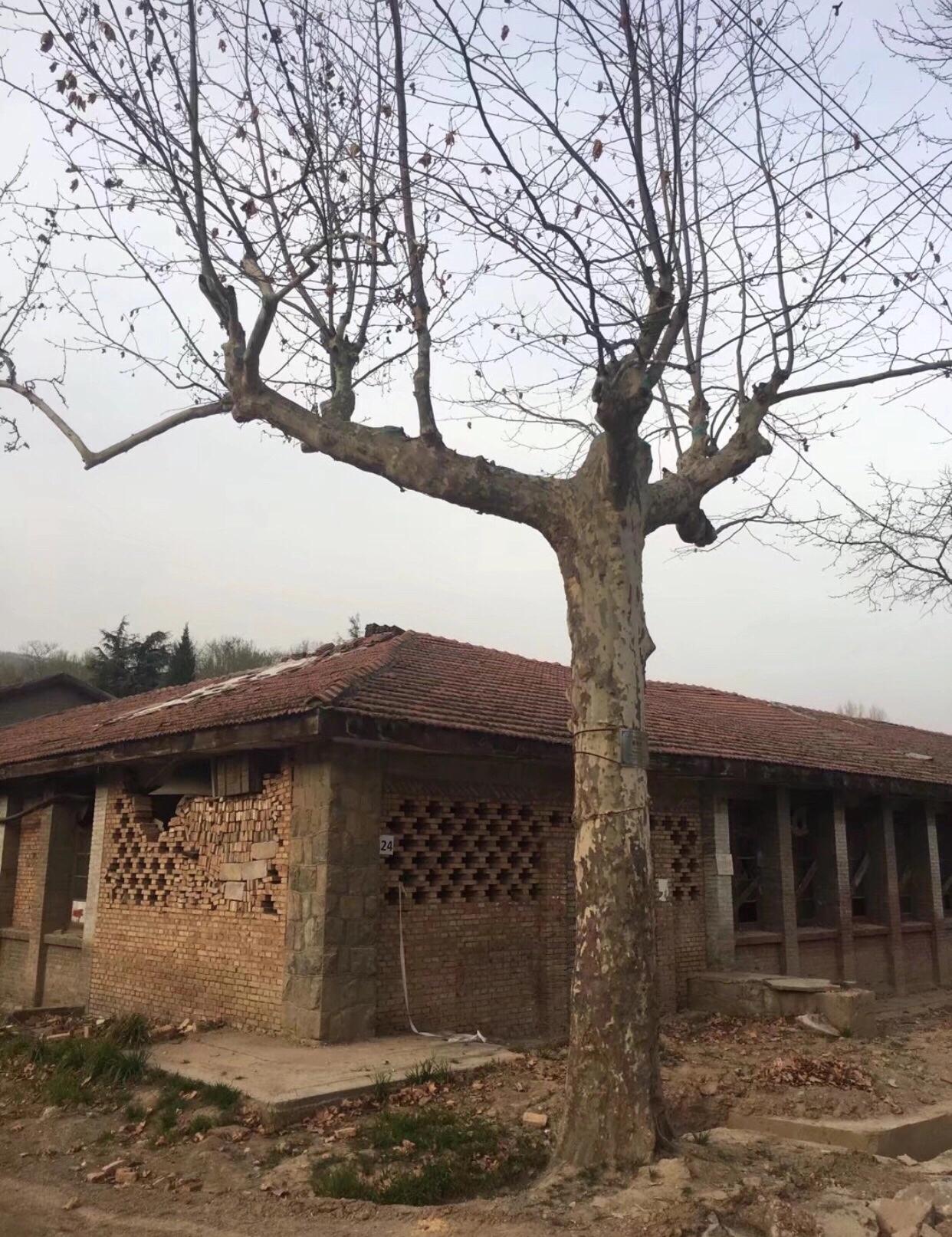 西北第一枪贺丰小说,西北第一枪厂介绍