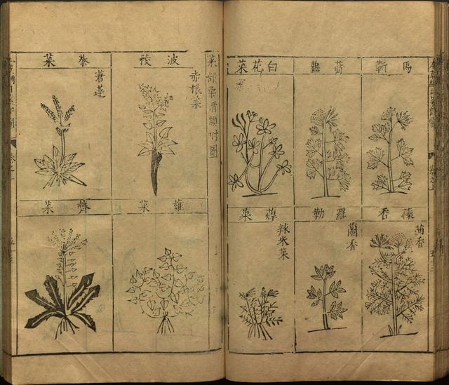 本草纲目中插图是李时珍画的吗,本草纲目李时珍插图